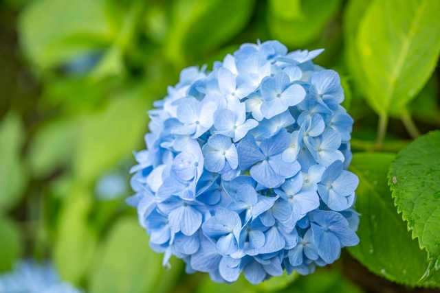 紫陽花